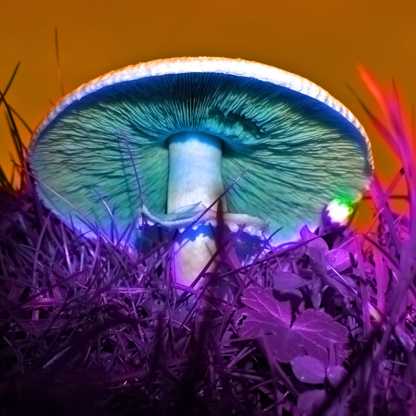 How Long Does It Take for Shrooms to Kick In