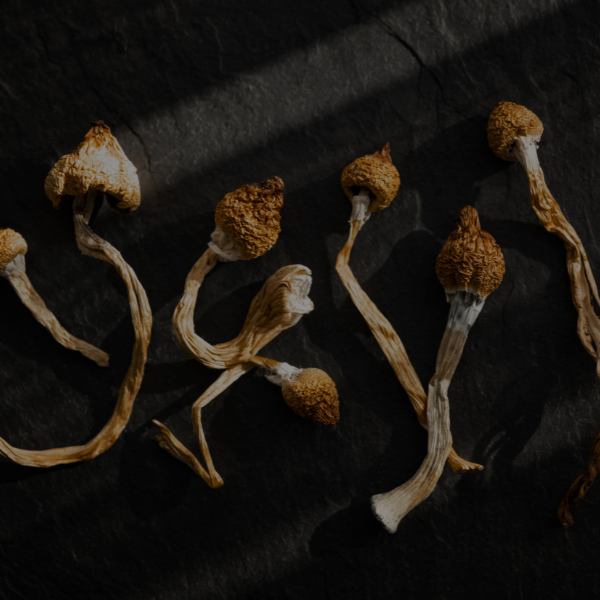 Organic Raw Mushrooms Orange County