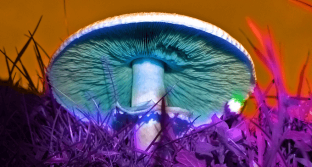 Fast Magic Mushroom Delivery