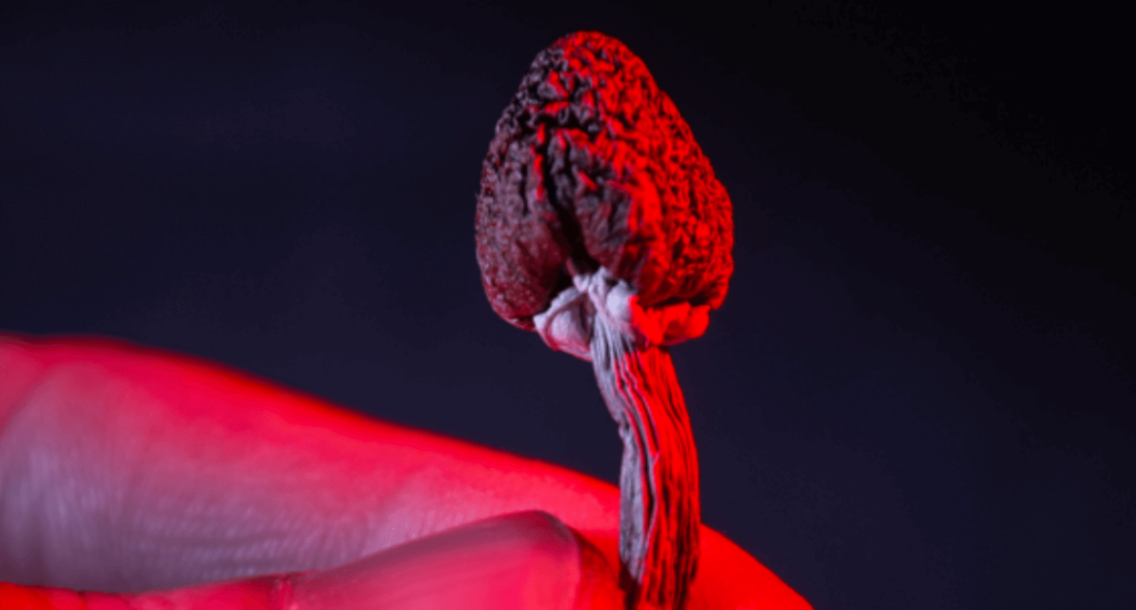 Magic Mushroom Delivery Near Me