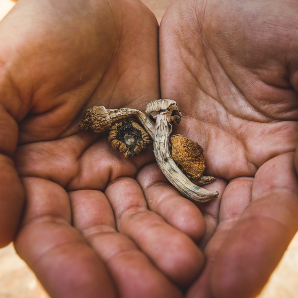 Magic mushroom psilocybe