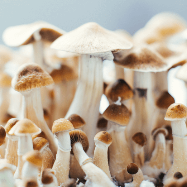 Organic Magic Mushrooms