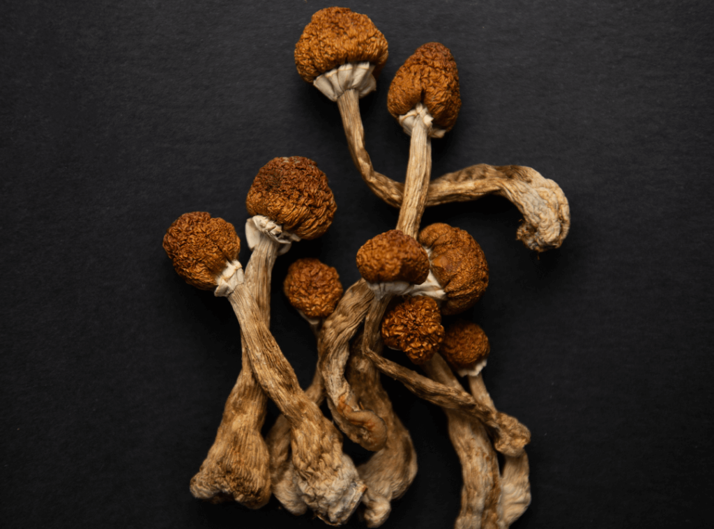 The Magic Mushroom Delivery Raw Mushrooms
