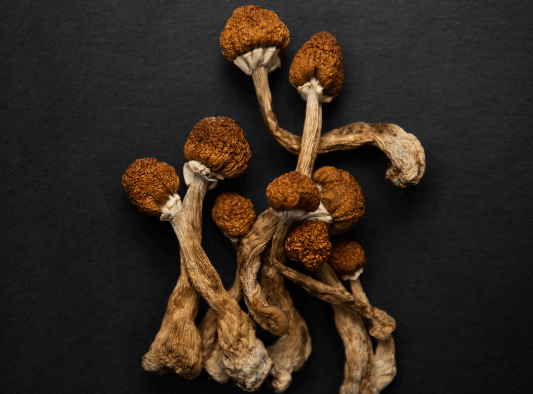 The Magic Mushroom Delivery Raw Mushrooms