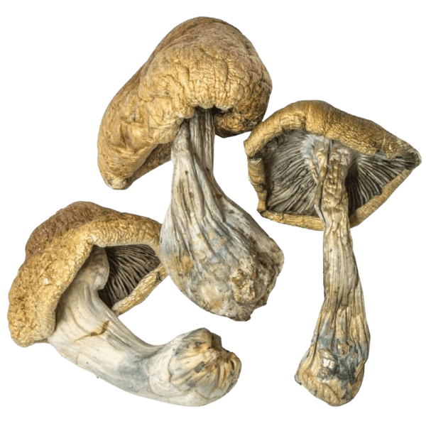 Magic Mushroom Delivery